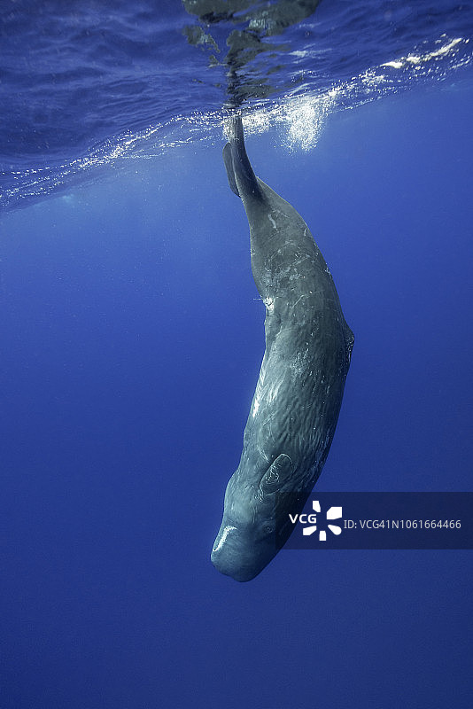 抹香鲸潜水从表面，大西洋，皮科岛，亚速尔群岛。图片素材