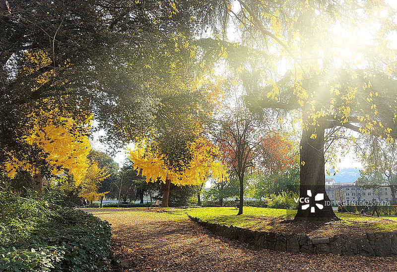 在意大利佛罗伦萨卡斯廷公园的秋天，阳光在树木之间过滤图片素材