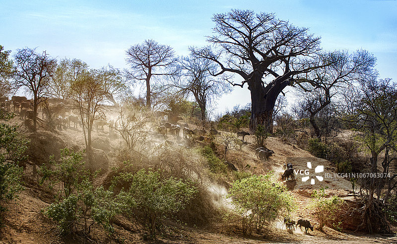 景观，猴面包树和布法罗灰尘在奇塔克泉，Mana池，津巴布韦图片素材