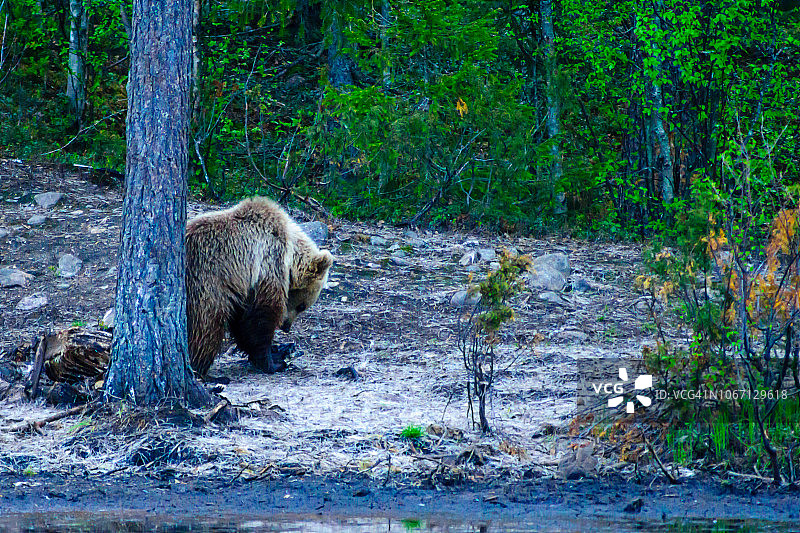 Kuusamo地区的棕熊图片素材