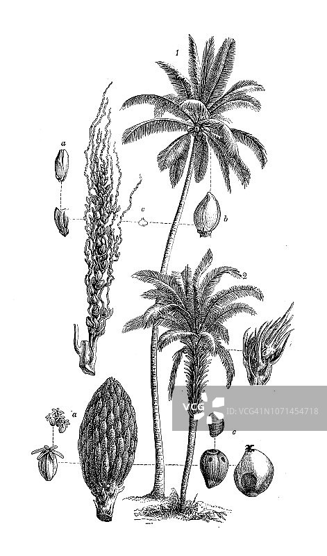 植物学植物仿古雕刻插图:椰子树、椰子树图片素材