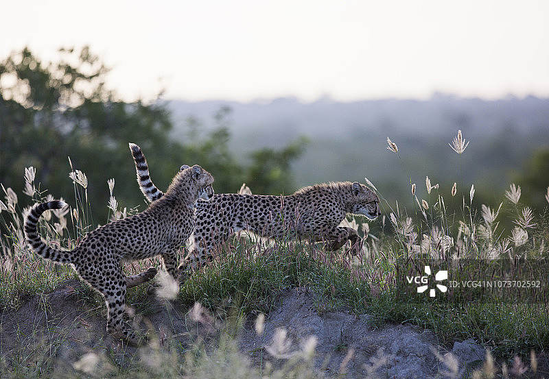小猎豹在草地上玩耍，南非刺丛动物保护区。图片素材