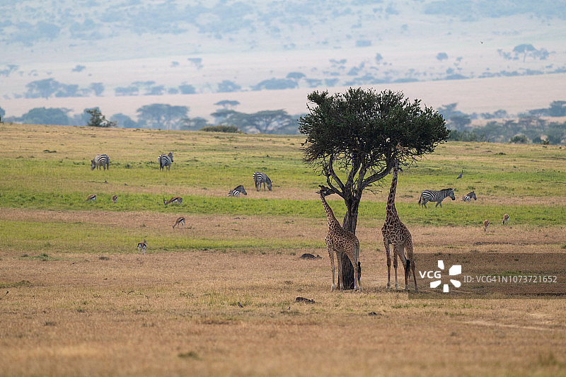 长颈鹿在吃斑马和瞪羚附近的树图片素材