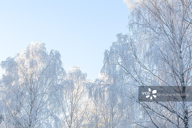 白桦树的一部分覆盖着霜冰图片素材