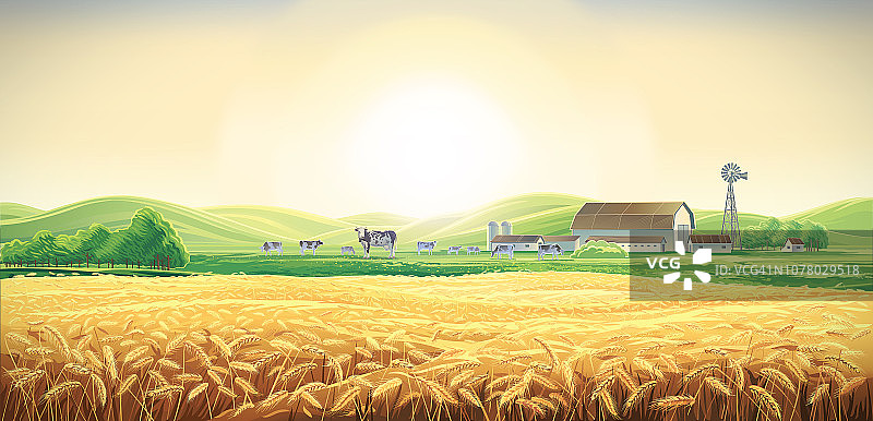 夏天的乡村景观有奶牛和农场图片素材
