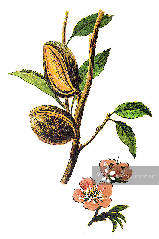 杏仁(Prunus dulcis, syn. Prunus amygdalus)图片素材