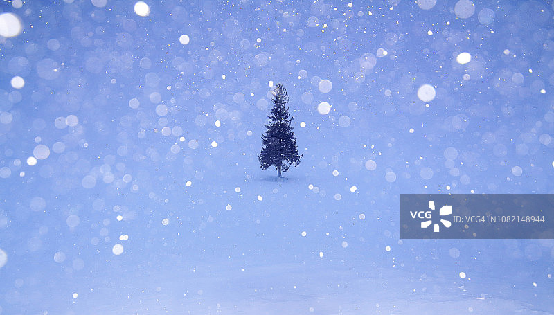 下雪时松树长在白雪覆盖的田野上图片素材