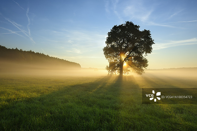 背光树在晨雾在草地在日出图片素材