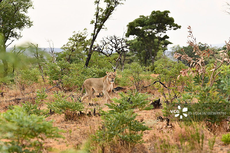 南非大草原上的野生狮子图片素材
