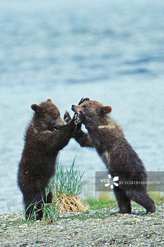 棕熊的幼崽在打架图片素材