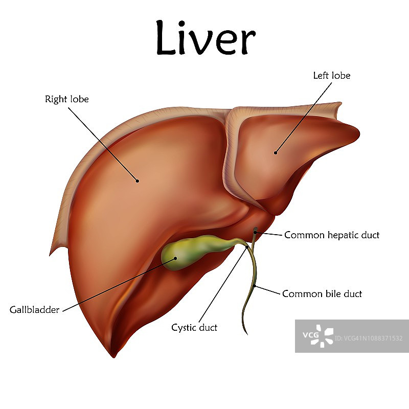 人类的肝脏、插图图片素材