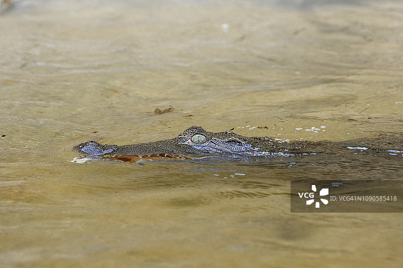 在尼罗河中游泳的尼罗河鳄图片素材