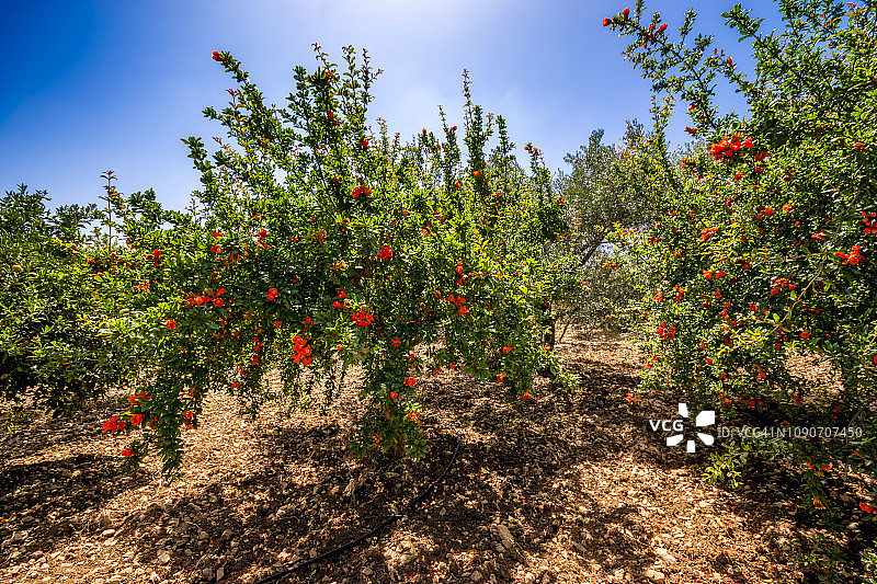 西班牙蒙德龙果园里盛开的石榴树图片素材