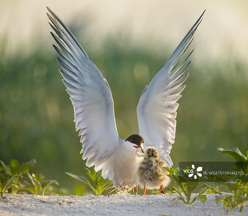 天使之翼，普通燕鸥父母喂养幼雏在尼克森海滩，长岛图片素材