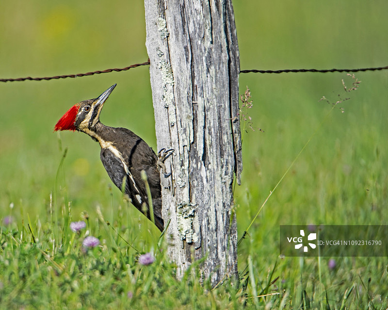 一只带羽冠的啄木鸟栖息在绿色背景的篱笆柱上。图片素材