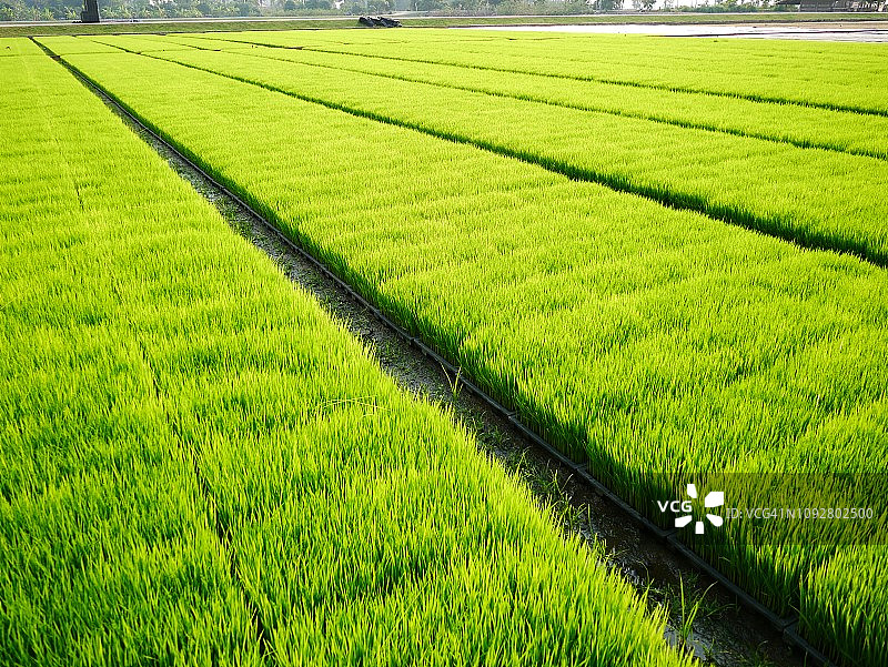 一个绿色的稻田景观图片素材