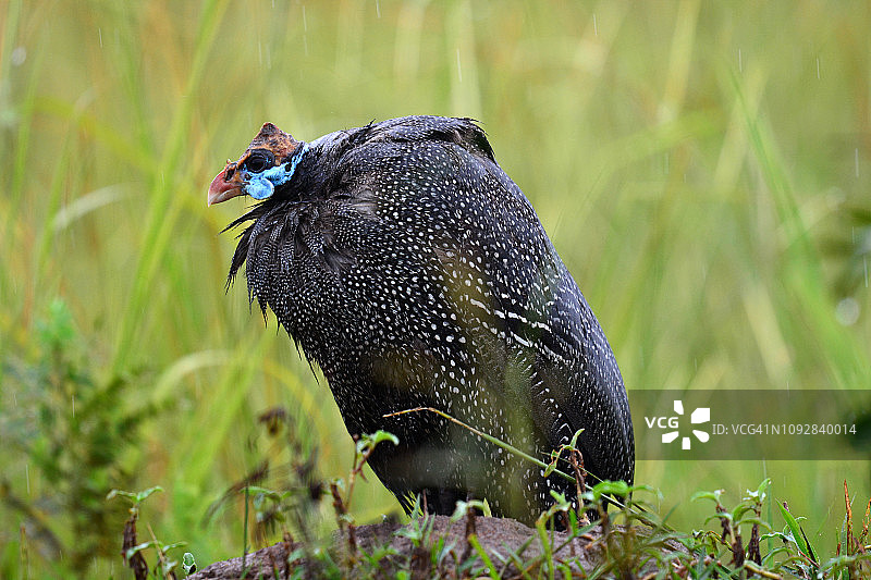雨中戴头盔的珍珠鸡(Numida meleagris图片素材