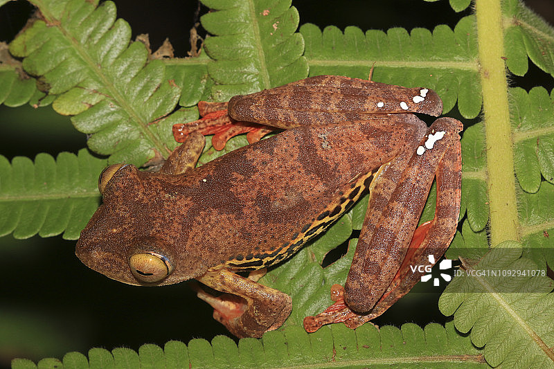 飞蛙一种坐在树叶上的丑角树蛙或豹飞蛙，豹飞蛙图片素材