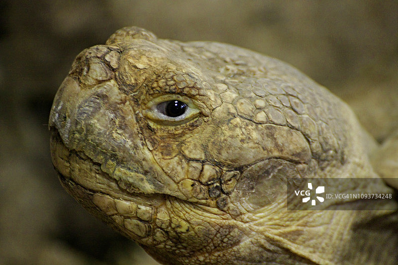 龟头，野生动物图片素材