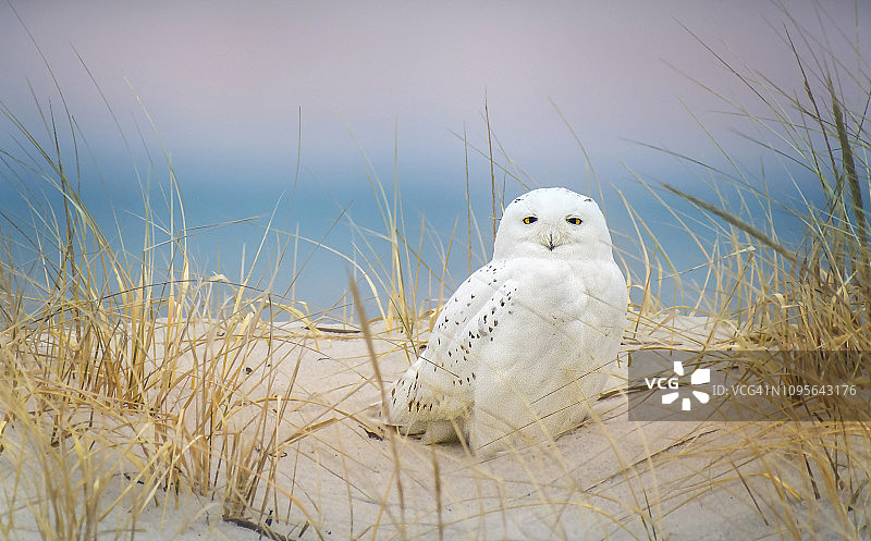 色彩柔和的雪鸮在琼斯海滩，长岛图片素材