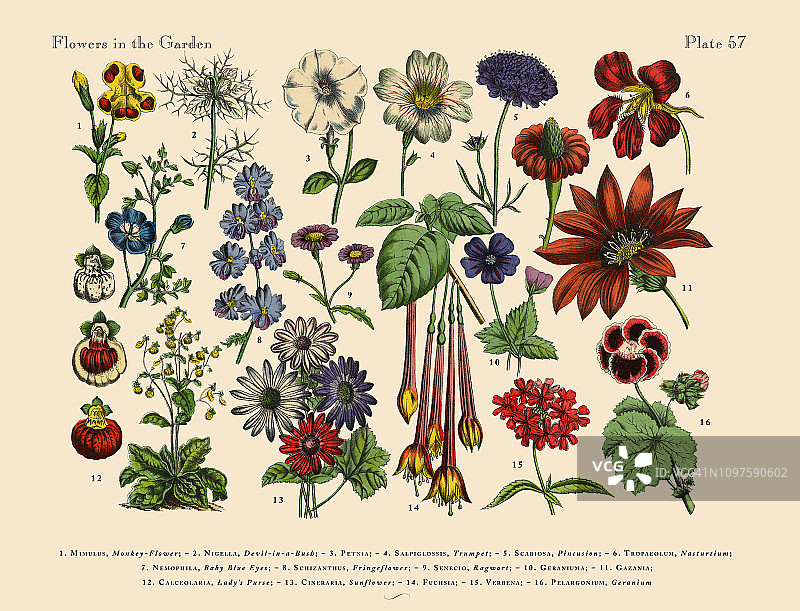 花卉花园，维多利亚植物学插图图片素材
