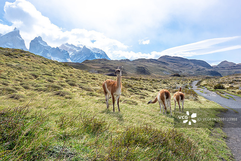 智利托雷斯·德·潘恩国家公园的大羊驼图片素材