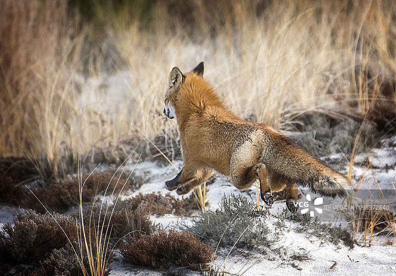 在长岛的火岛，红狐狸在中途跳跃图片素材
