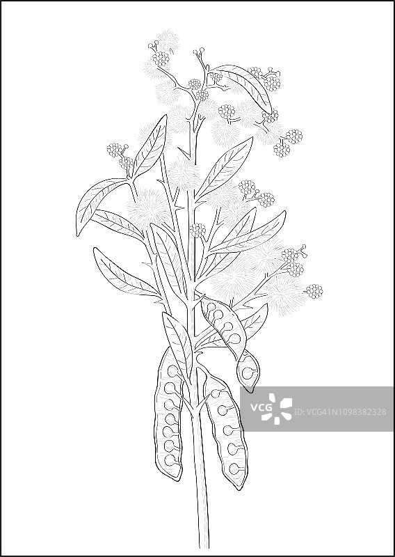 黑白数字金合花植物插图图片素材