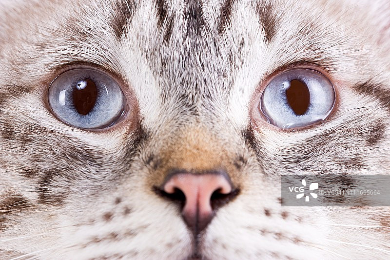 猫的眼睛图片素材