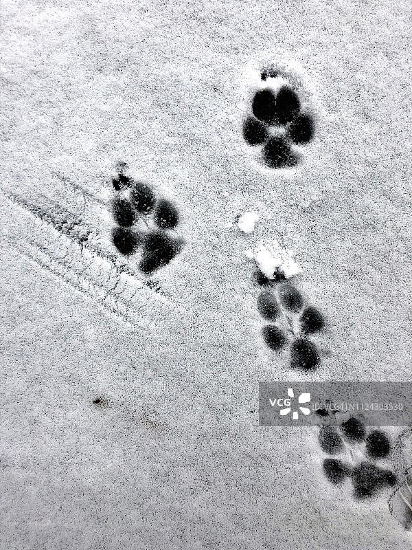 雪地上有狗爪印图片素材