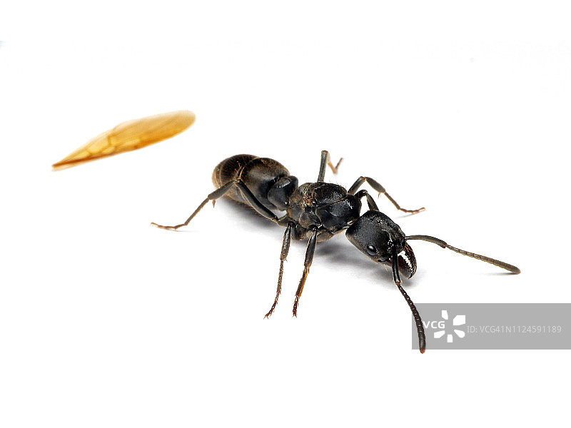 白色背景上的掠食蚂蚁图片素材