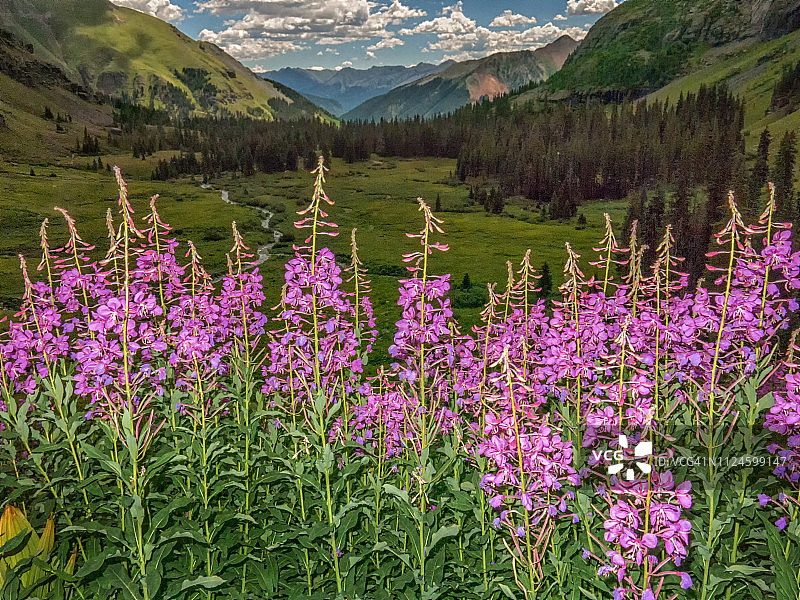 山里盛开的紫色野草图片素材
