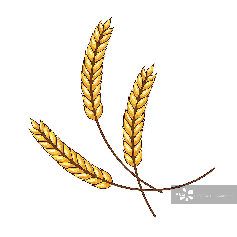 小麦设计元素-黄金图片素材