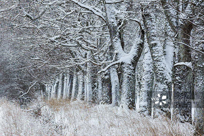 在多云的冬日，一排雪白的树干图片素材