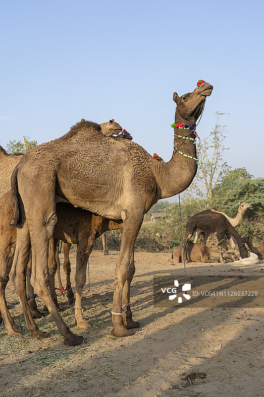印度拉贾斯坦邦普什卡骆驼博览会上沙漠塔尔的骆驼图片素材