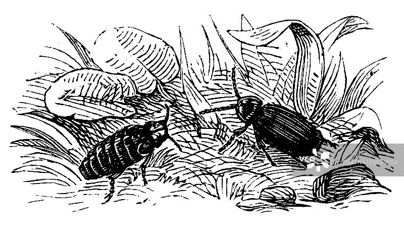 萤火虫(夜光七鳃鳗，雄，雌)图片素材