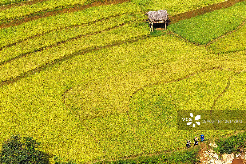 越南木仓寨的稻田图片素材