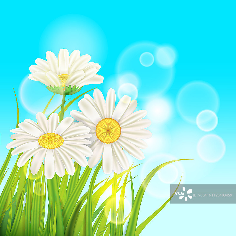 春天雏菊的背景新鲜的绿草，愉快多汁的春天的颜色，矢量，插图，模板，旗帜，孤立图片素材