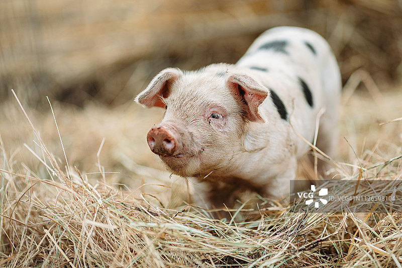 有机农场的可爱小猪图片素材