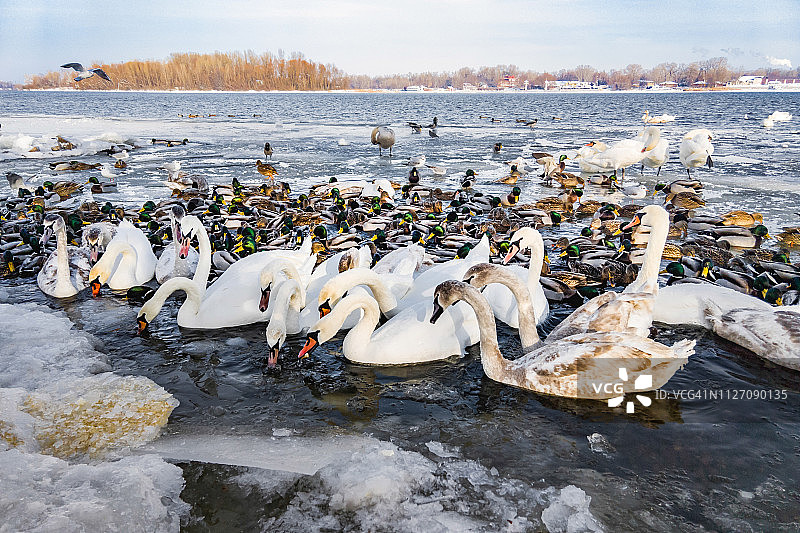冰冻的第聂伯河上的天鹅和鸭子图片素材