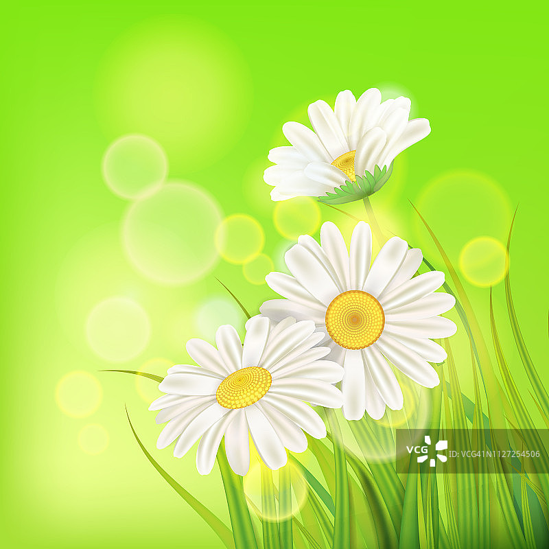 新鲜的春天多汁的洋甘菊花和绿色的草，载体，模板，插图，孤立图片素材