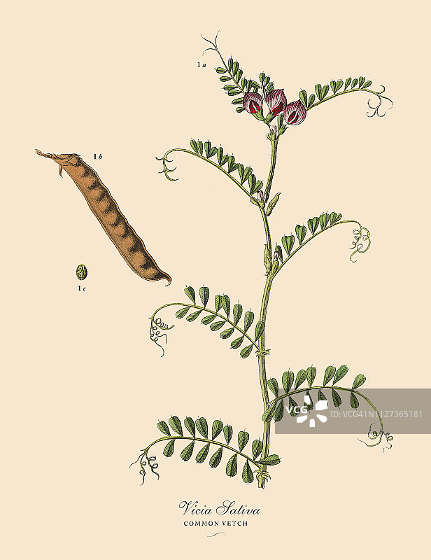 常见的紫菜，豆类，维多利亚植物学插图图片素材