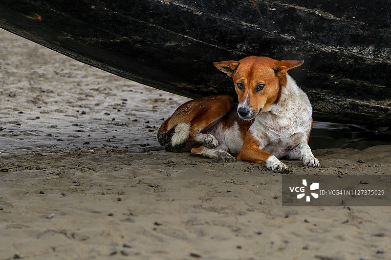 一只躲在木制渔船下的流浪狗图片素材