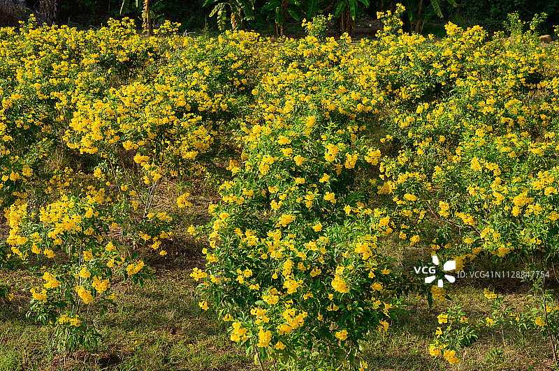 黄色接骨木喇叭灌木树。泰国彭世洛Noen Maprang地区的旅游景点图片素材