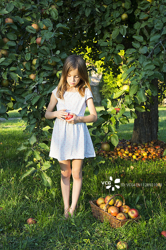 小女孩赤脚站在草地上，手里拿着摘下来的苹果图片素材