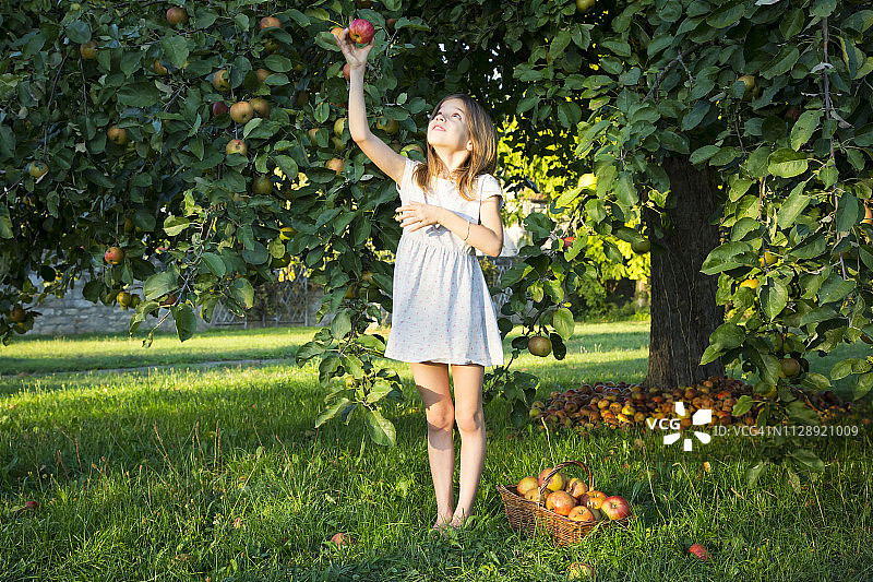 小女孩从树上摘苹果图片素材