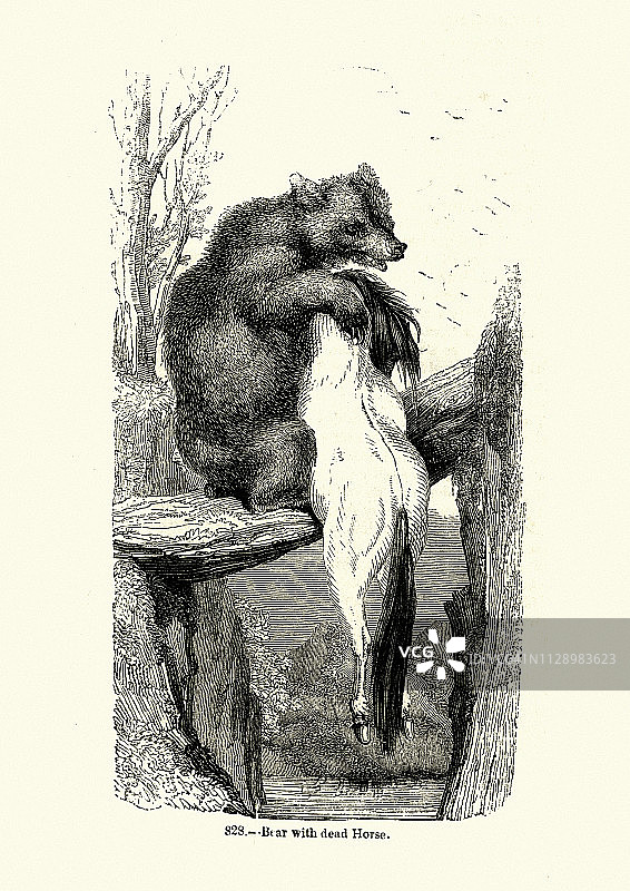 熊吃死马，19世纪图片素材