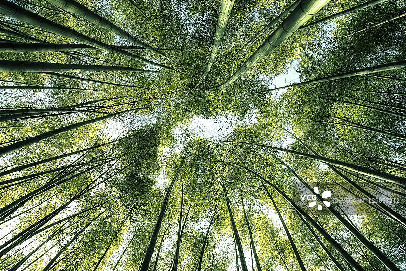 日本的竹林图片素材