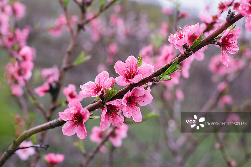 这是春天樱花粉红色花朵的特写图片素材