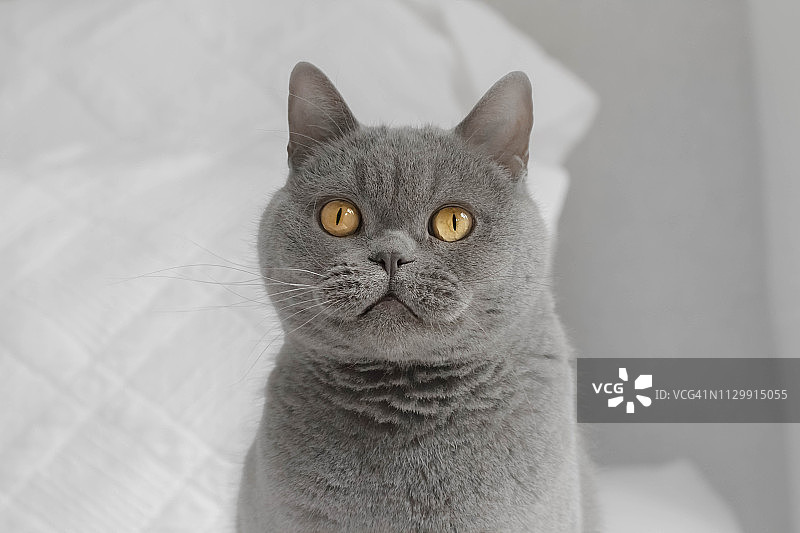 一张英国蓝短毛猫坐在床上的肖像图片素材